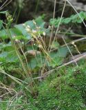 Draba bruniifolia