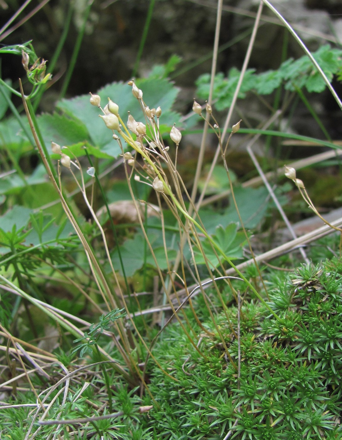 Изображение особи Draba bruniifolia.