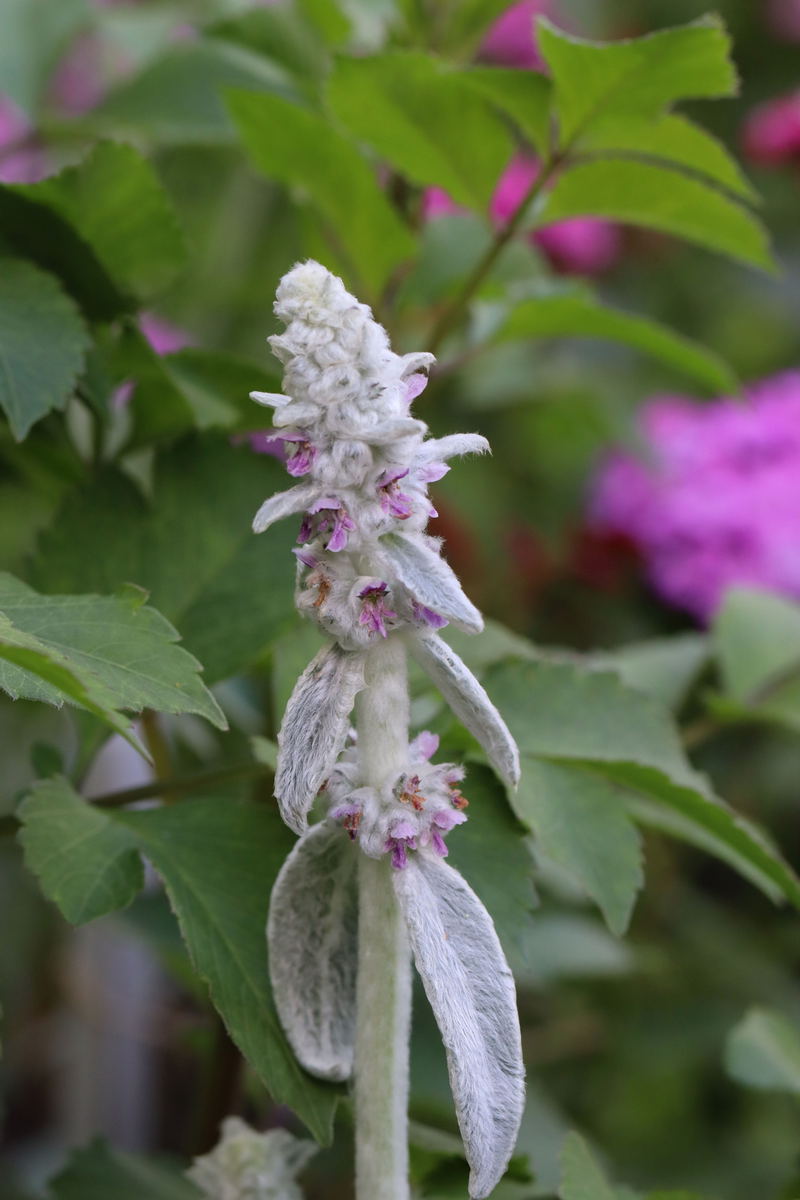 Изображение особи Stachys byzantina.