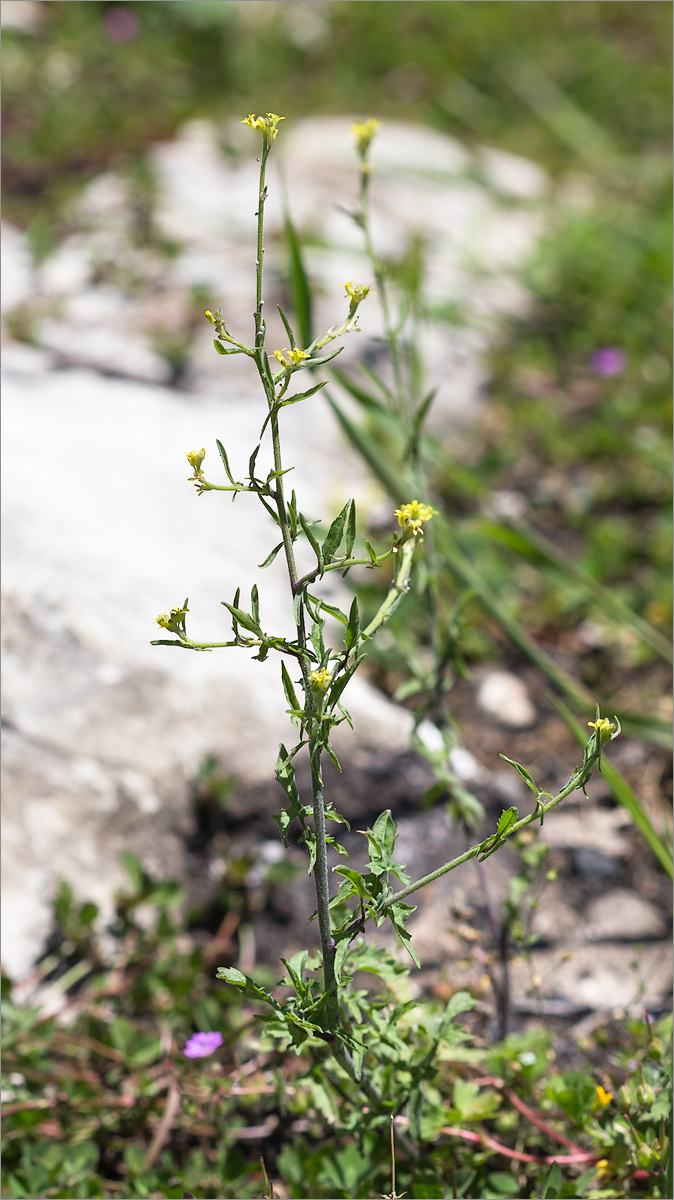 Image of Sisymbrium officinale specimen.