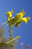 Linaria ruthenica. Соцветие. Ростовская обл., склоны Таганрогского залива у пос. Мержаново. 24.09.2010.