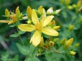 Hypericum perforatum