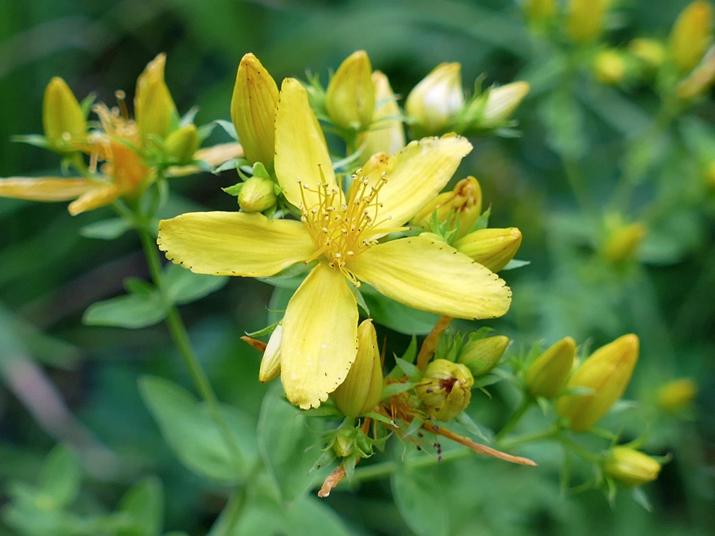 Изображение особи Hypericum perforatum.