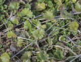 Glechoma hederacea. Листья. Пермский край, Кунгурский р-н, окр. с. Плехановское, восточнее ур. Спасская гора, разнотравный луг. 07.05.2022.