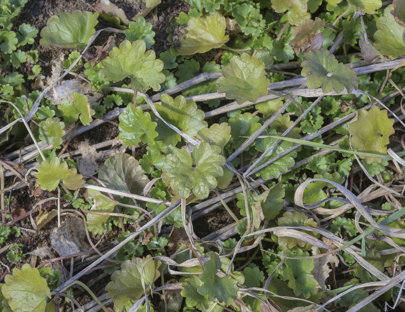 Изображение особи Glechoma hederacea.