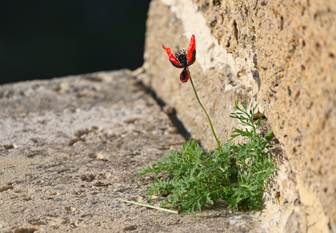 Изображение особи род Papaver.