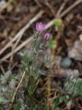 Spergularia rubra. Верхушка побега с цветками. Томская обл., г. Томск, Академгородок, пустырь. 29.05.2022.