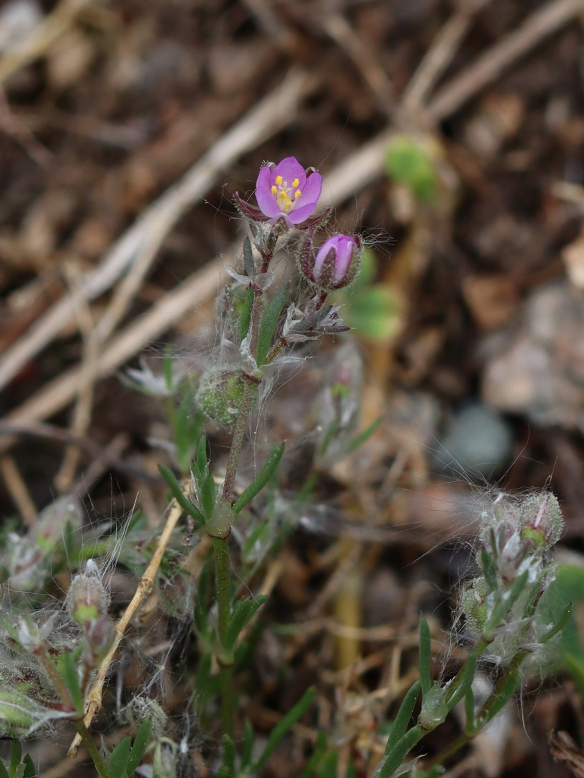 Image of Spergularia rubra specimen.