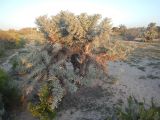 Euphorbia stenoclada. Цветущее растение. Мадагаскар, регион Ациму-Андрефана, заповедник \"Циманампецуца\", песчаная пустыня между парком и берегом океана. 05.12.2019.