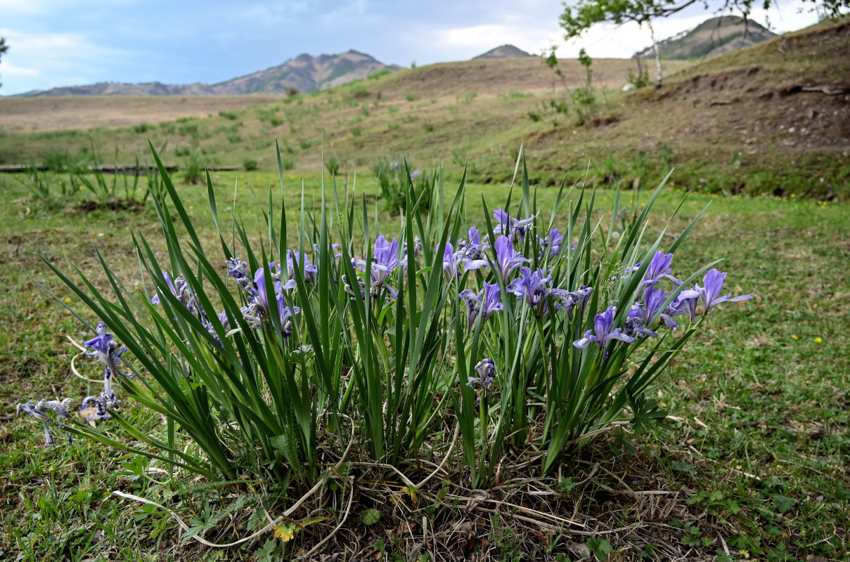 Изображение особи Iris biglumis.