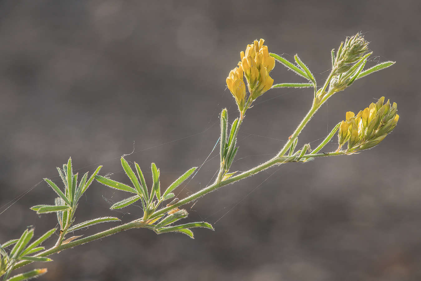 Изображение особи Medicago romanica.