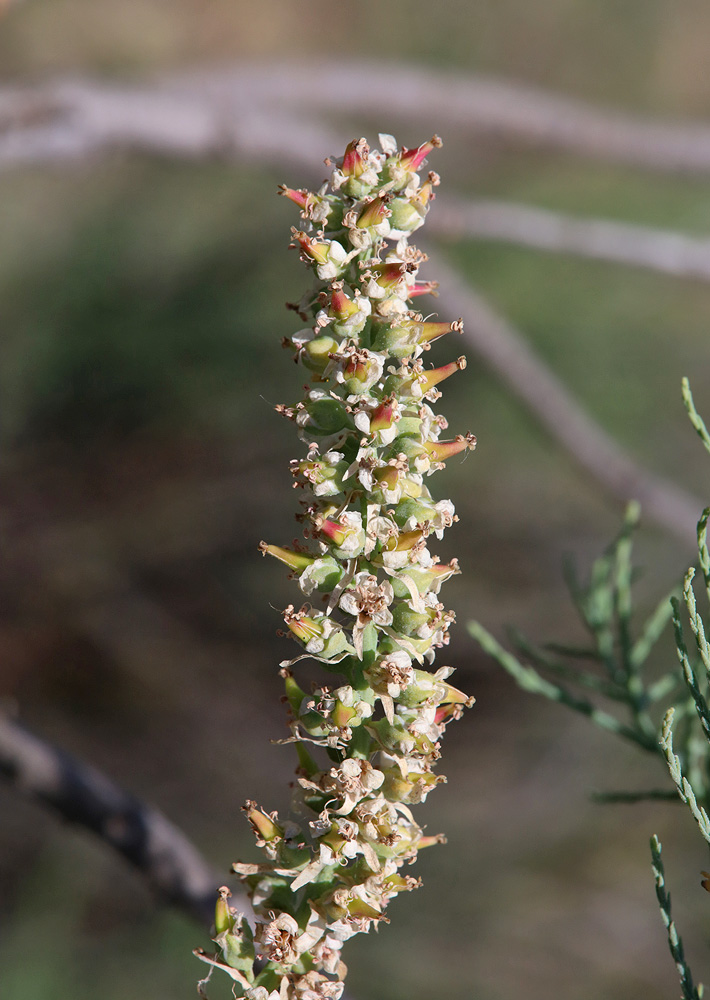 Image of genus Tamarix specimen.