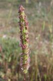 Phleum subulatum. Соцветие. Крым, Севастополь, бух. Казачья, степь. 28 мая 2010 г.