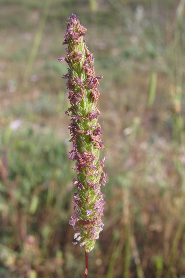 Image of Phleum subulatum specimen.