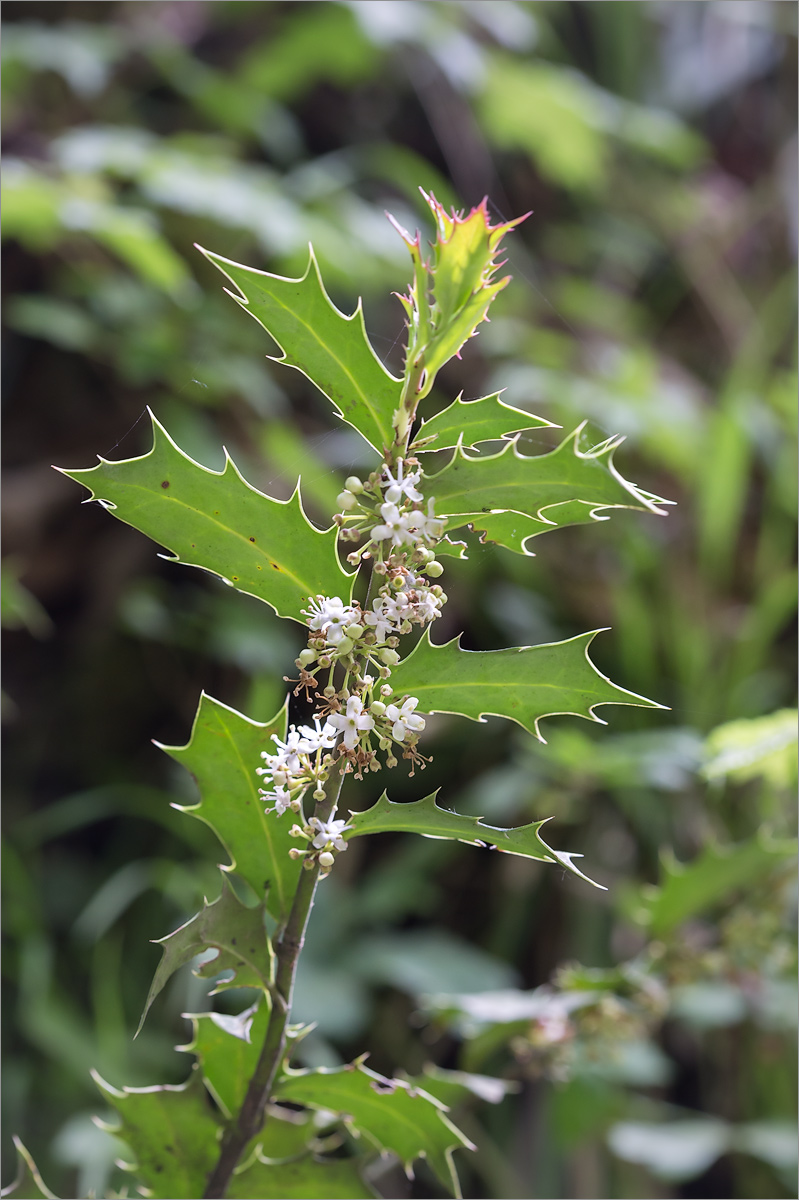 Изображение особи Ilex colchica.