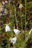 Codonopsis clematidea