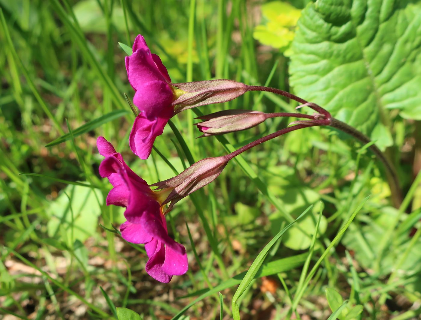 Image of Primula &times; polyantha specimen.