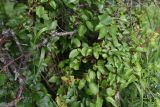 Prunus cerasifera. Ветви. Республика Ингушетия, Джейрахский р-н, окр. Эгикхал, луг. 22 июня 2022 г.