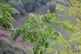 Melia azedarach. Верхушка цветущей ветви. Бутан, дзонгхаг Монгар, национальный парк \"Phrumsengla\". 05.05.2019.