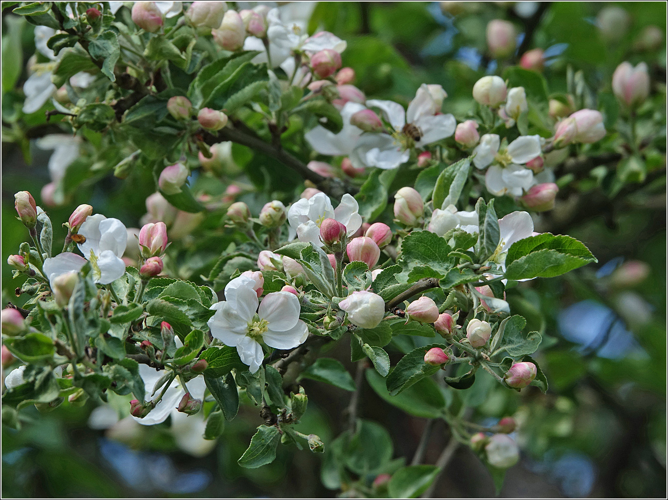 Image of Malus prunifolia specimen.