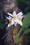 genus Coelogyne. Цветок. Непал, 1-я провинция, р-н Расува, национальный парк \"Langtang\". 08.05.2002.