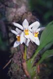 род Coelogyne