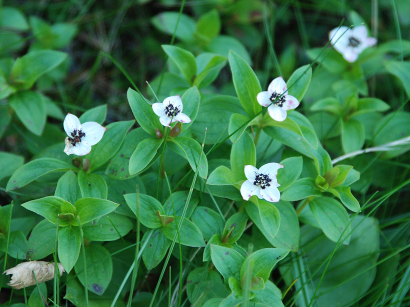 Изображение особи Chamaepericlymenum suecicum.