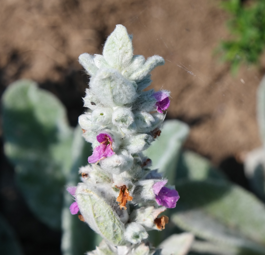 Изображение особи Stachys byzantina.