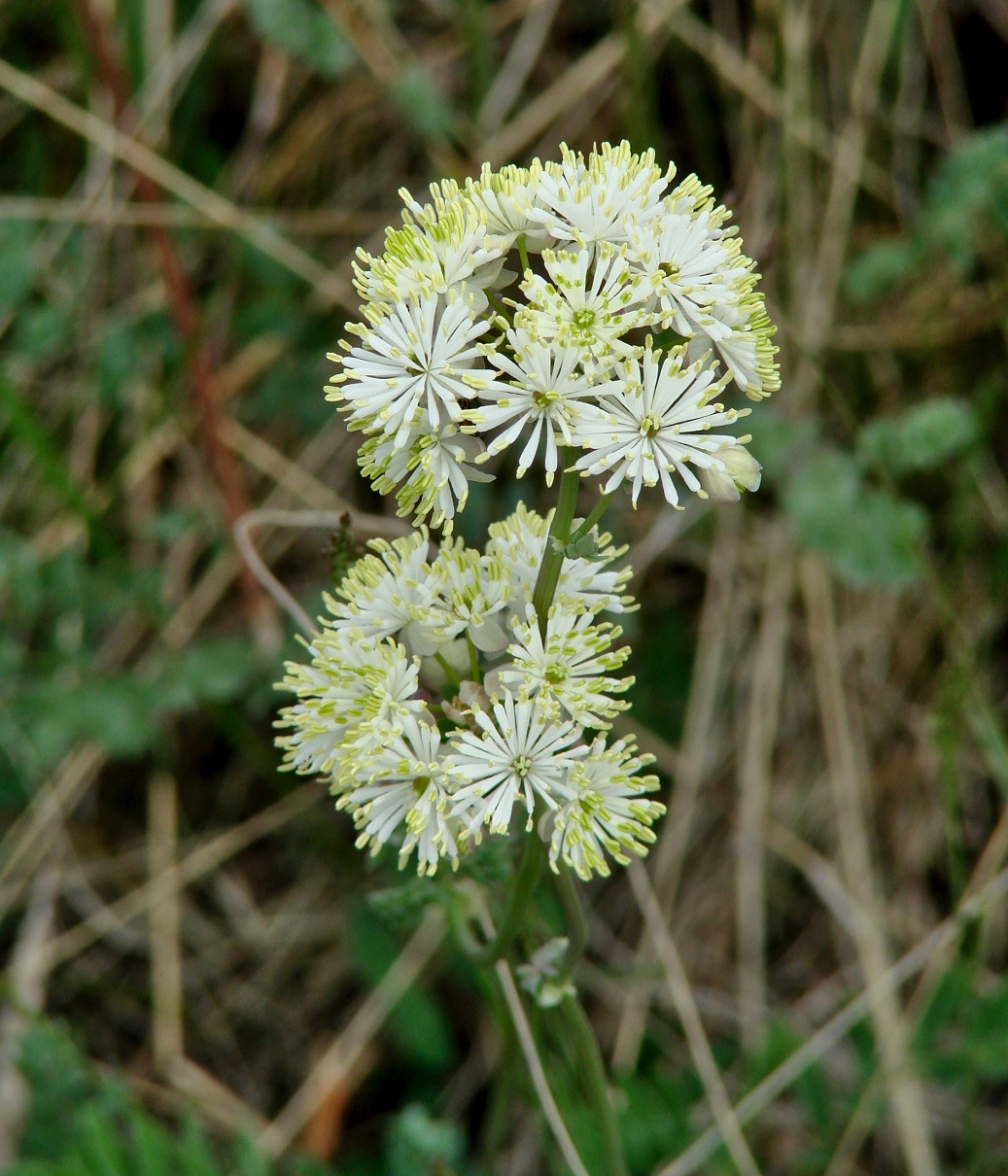 Изображение особи Thalictrum petaloideum.