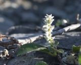 genus Salix. Соплодие и лист (на заднем плане — засохшая ветвь). Камчатский край, Елизовский р-н, природный парк \"Вулканы Камчатки\", перевал Красная Сопка, щебнистая тундра. 26.08.2022.