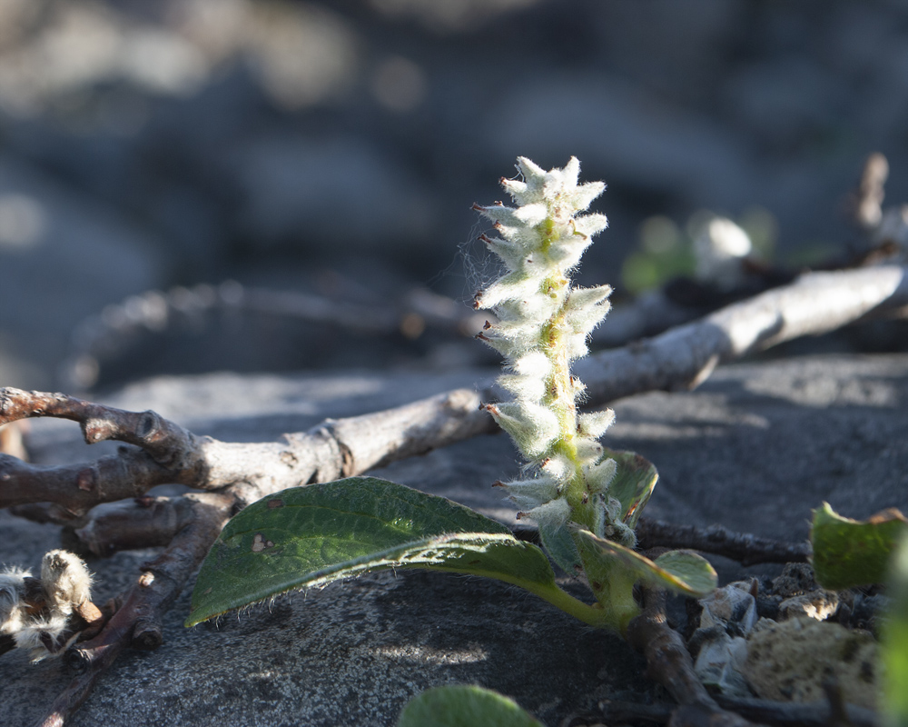 Image of genus Salix specimen.