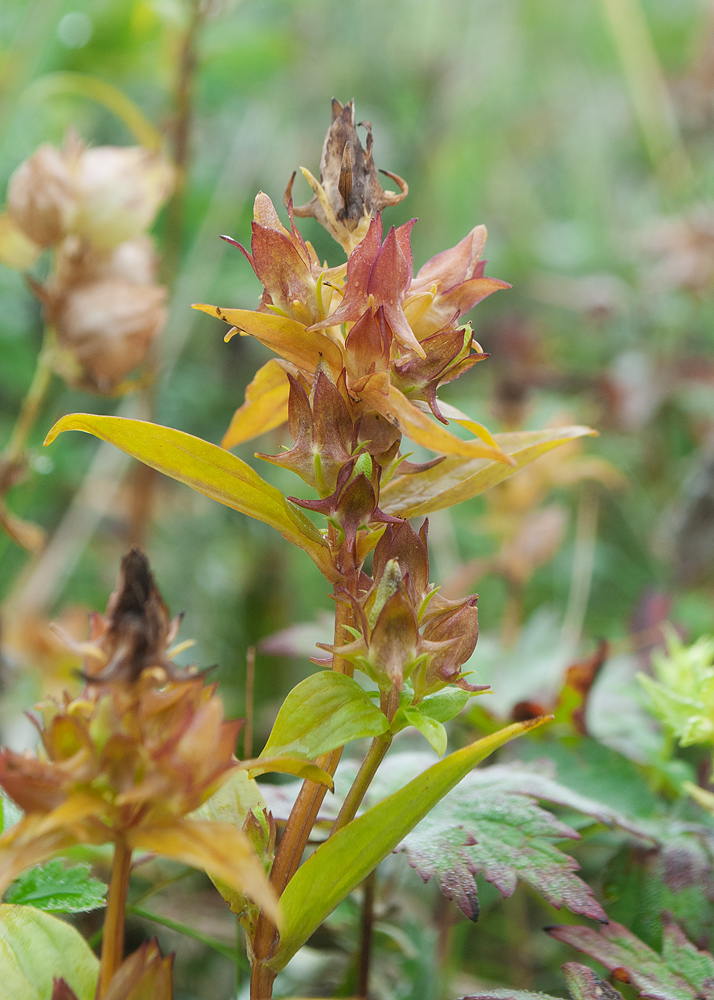 Image of Halenia corniculata specimen.