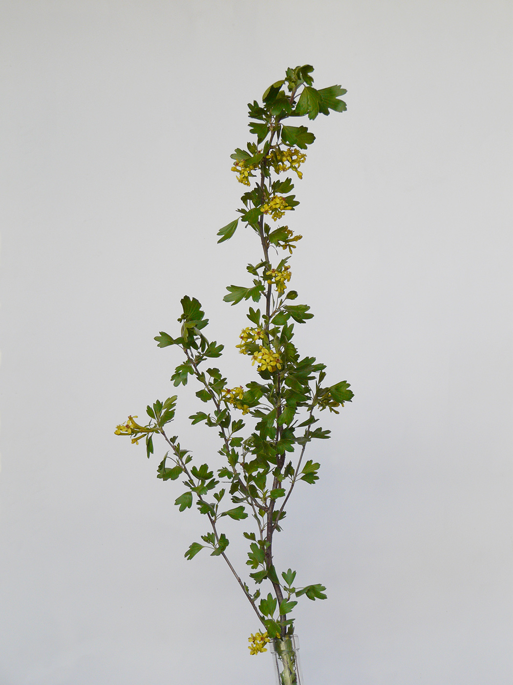 Image of Ribes aureum specimen.