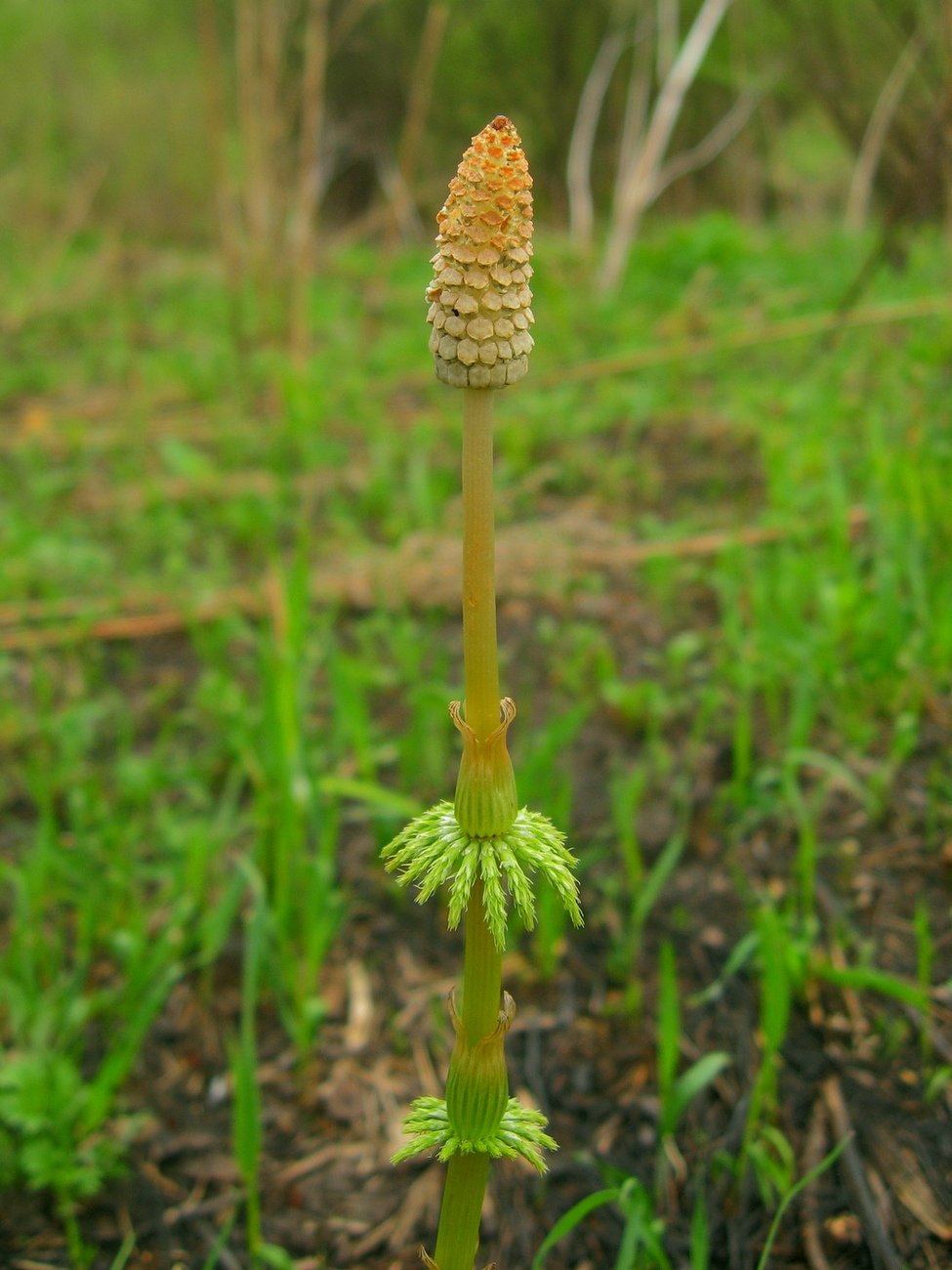Image of Equisetum sylvaticum specimen.