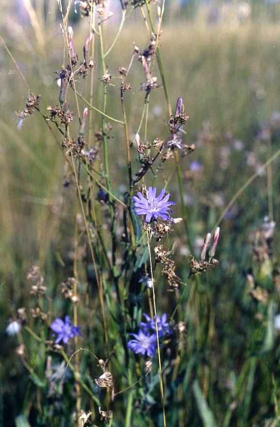 Image of Lactuca tatarica specimen.