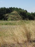 Stipa capillata. Плодоносящее растение. Ульяновская обл., Новомалыклинский р-н, окр. дер. Лабитово, дол. р. Бол. Авраль, остепнённый береговой склон. 13.08.2022.
