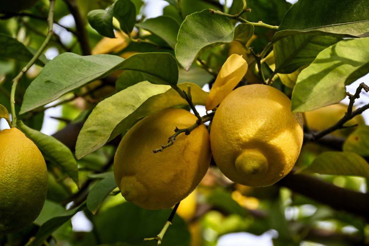 Image of Citrus limon specimen.