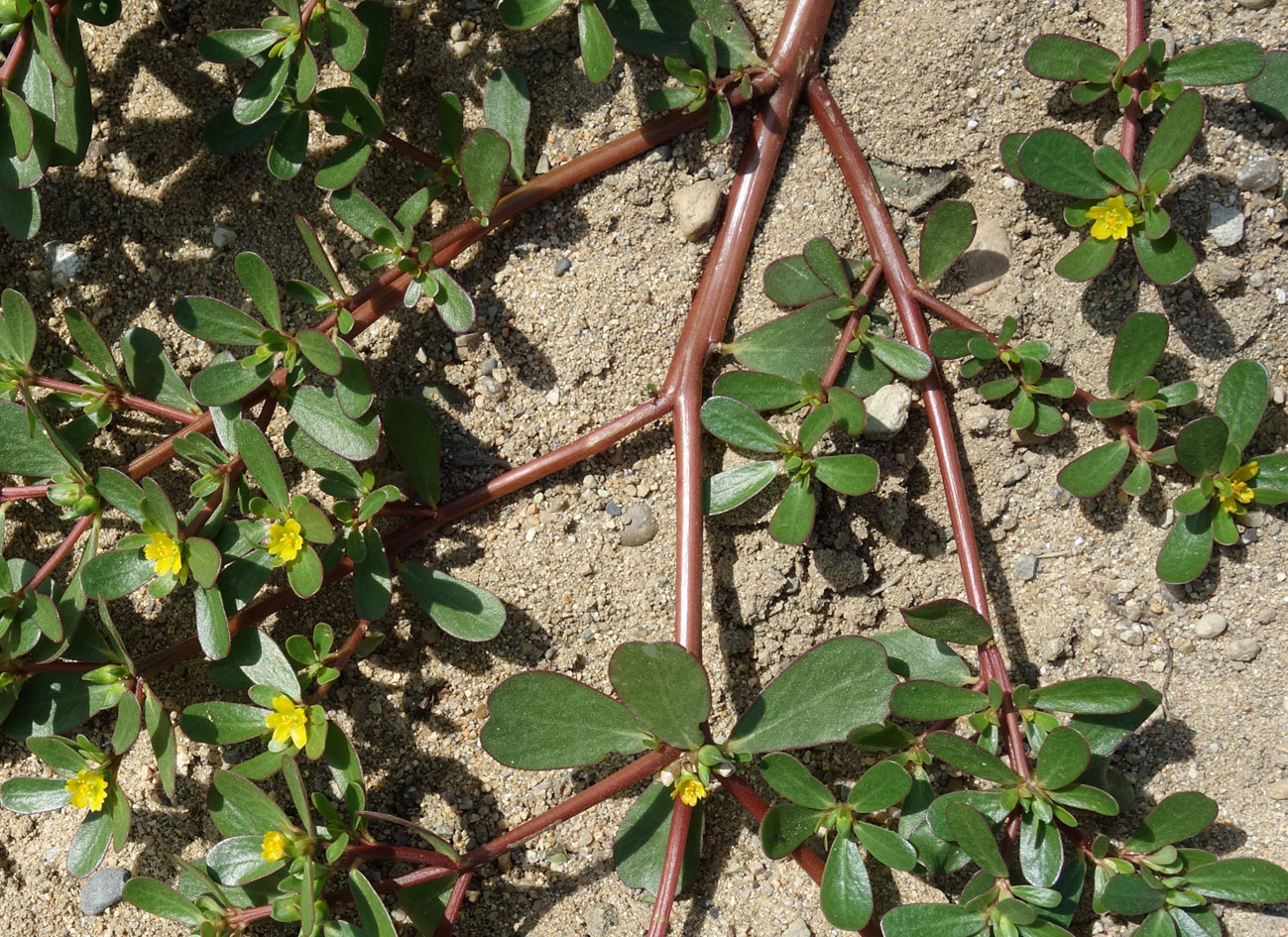 Изображение особи Portulaca oleracea.