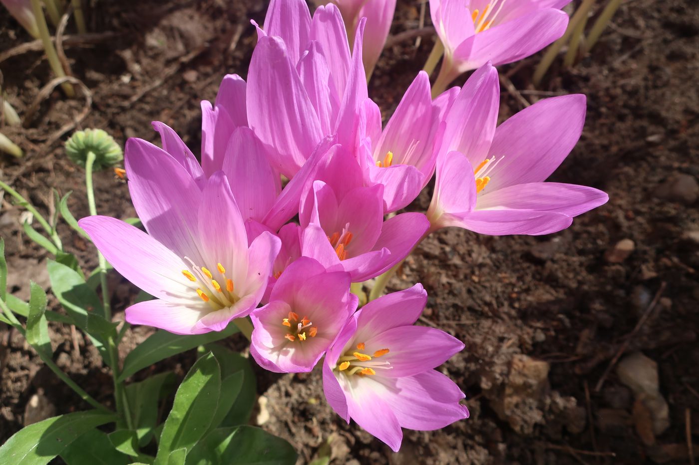 Image of Colchicum speciosum specimen.