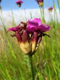 Dianthus borbasii. Верхушка побега с соцветием. Татарстан, Новошешминский р-н, окр. пос. Совхоз «Красный Октябрь», памятник природы \"Склоны Коржинского\", остепнённый луг. 10.07.2022.