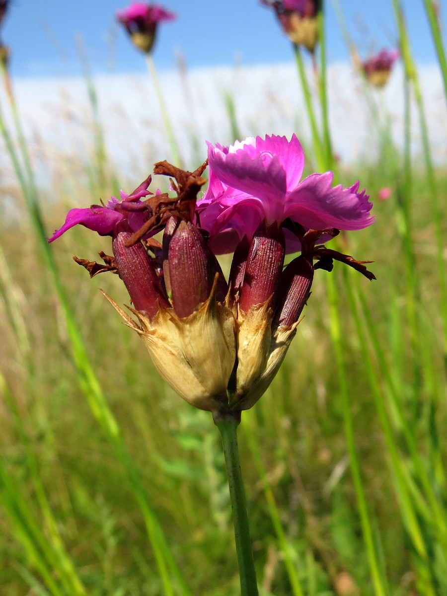 Изображение особи Dianthus borbasii.