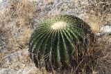 Echinocactus platyacanthus