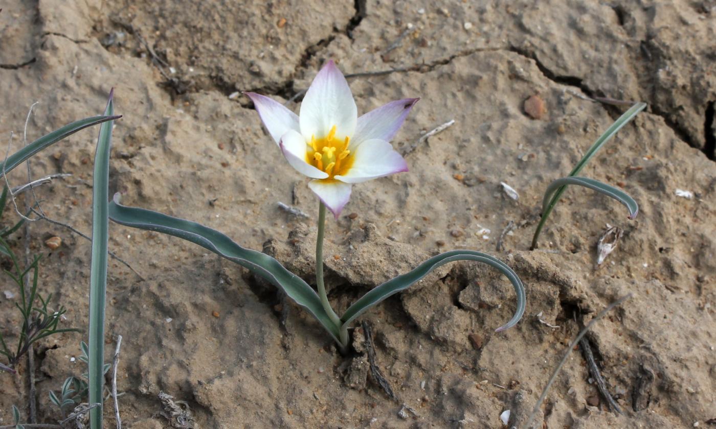 Image of Tulipa sogdiana specimen.