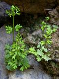 Anogramma leptophylla. Растения в расщелине скалы. Крым, южный берег, гора Кастель. 13 апреля 2009 г.