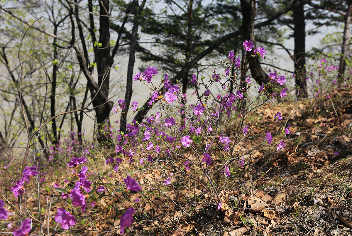 Image of Rhododendron dauricum specimen.