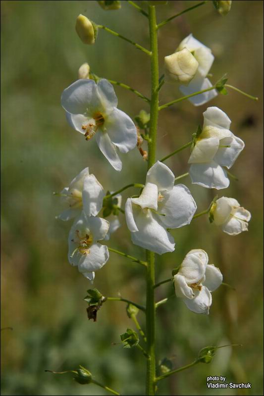 Изображение особи Verbascum phoeniceum.