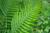 род Dryopteris