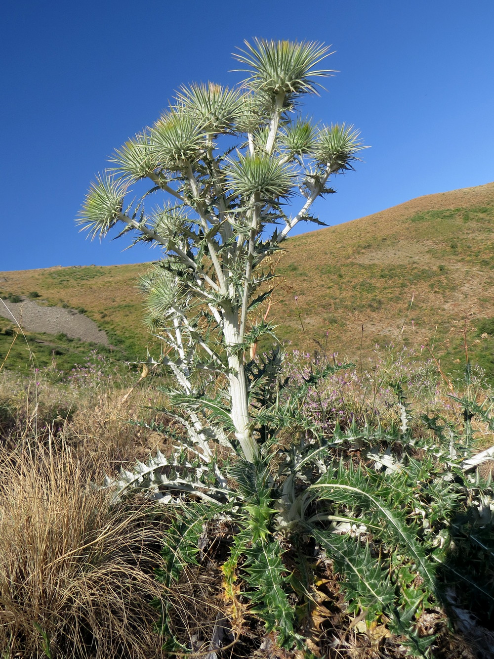 Image of Olgaea pectinata specimen.