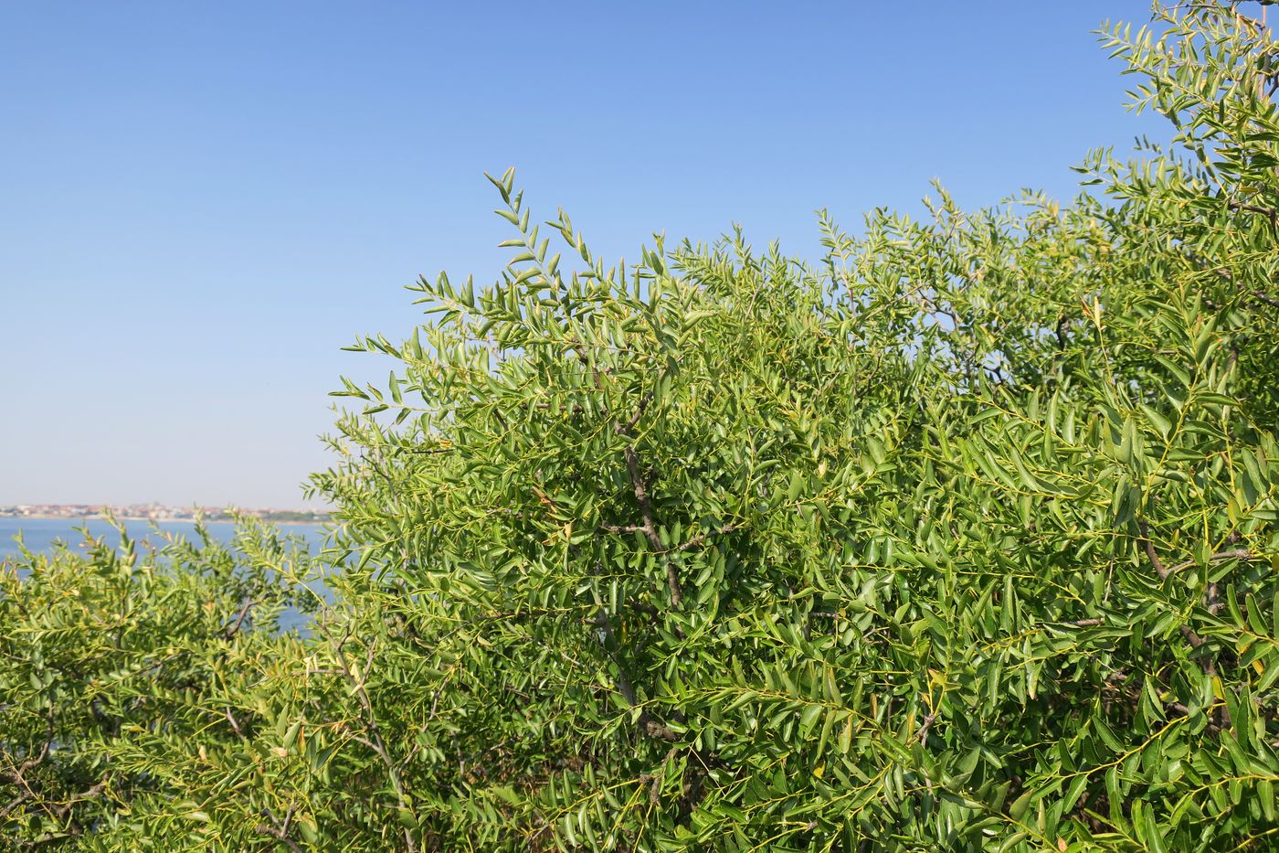 Image of Ziziphus jujuba specimen.