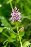 Dactylorhiza urvilleana. Верхушка цветущего растения. Карачаево-Черкесия, Зеленчукский р-н, окр. пос. Архыз, ущелье ручья Баритовый, каменистый склон. 10.06.2023.